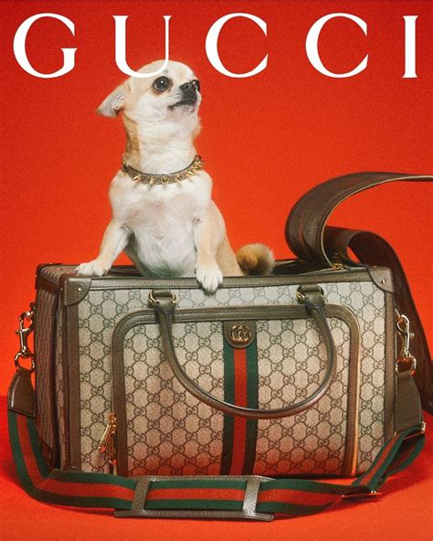 wahed gucci pet|gucci pet collection dogs.